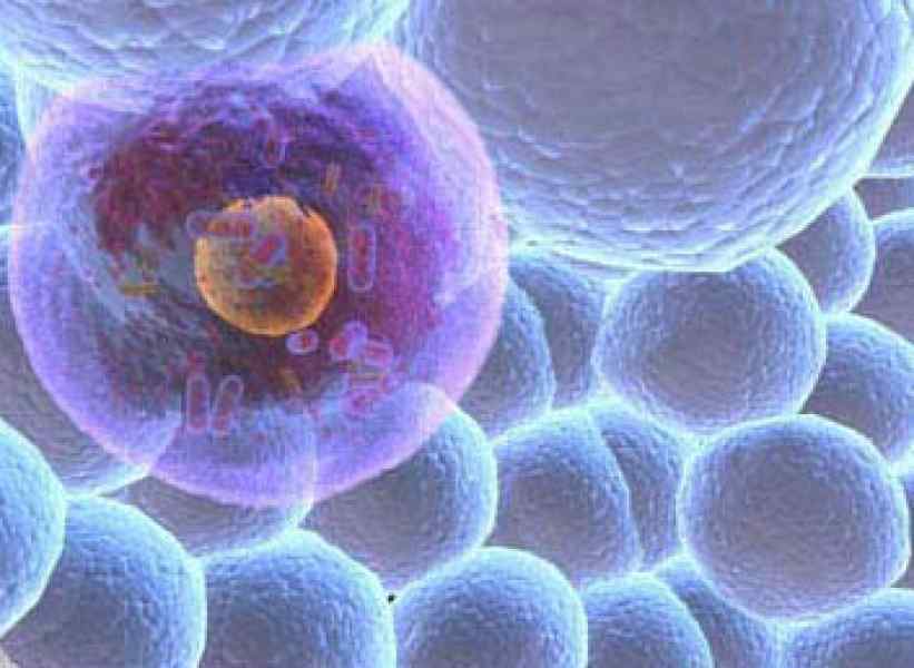 cellula.jpg